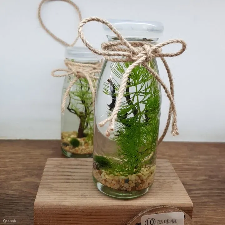 幸福藻球DIY