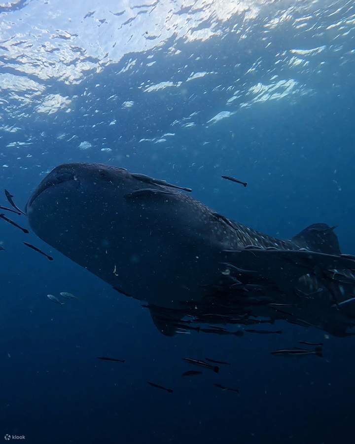 PADI Discover Scuba Diving