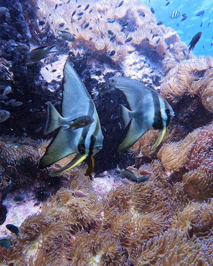 PADI Discover Scuba Diving