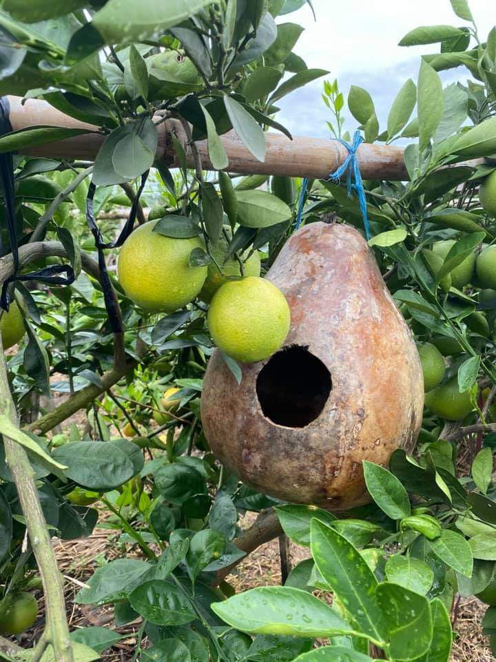 Yunlin｜Baucar Pengalaman Memetik Buah-buahan Empat Musim di Ladang Rekreasi Pertanian Oren｜Tempahan Telefon Diperlukan