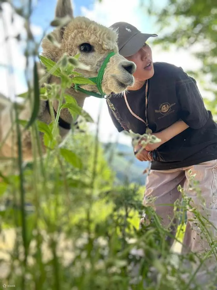 绵羊牧场 Tikcet（羊驼、绵羊、兔子） 京畿道加平