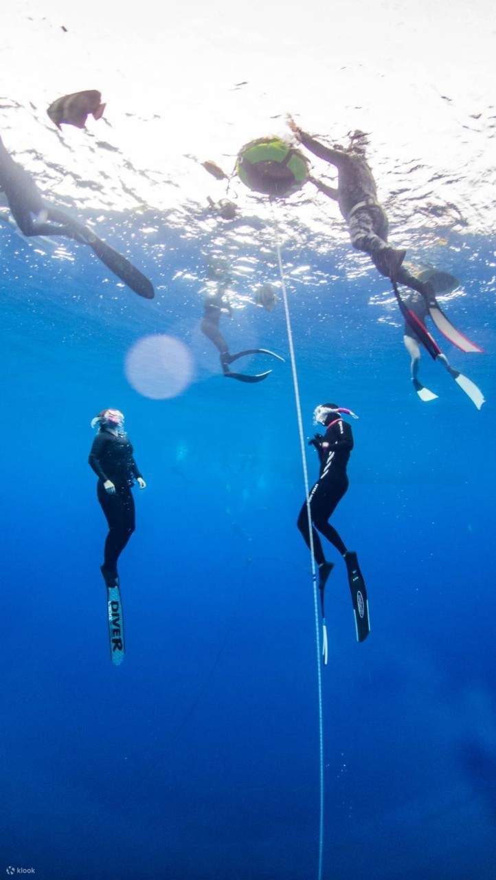 新北: 52 Longdong Diving Center - フリーダイビング PADI 認定クラス