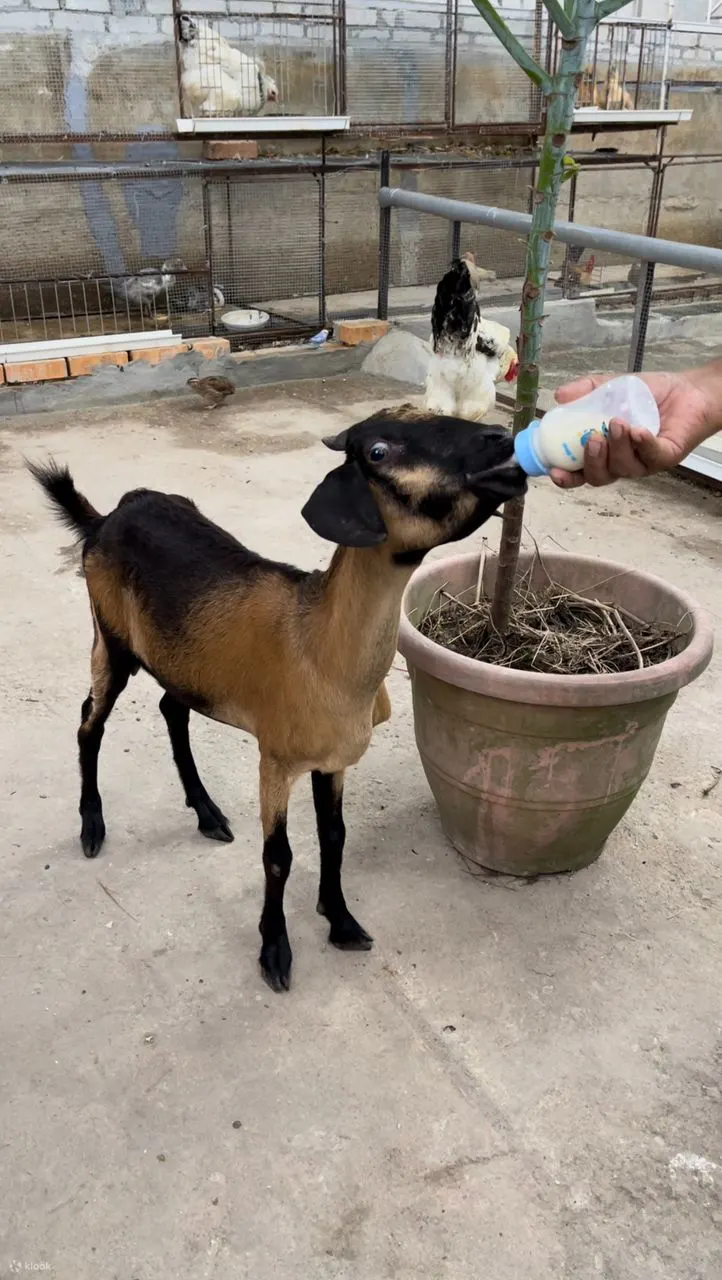 Utama Farm：宠物动物园、捕虾和钓鱼、棒球击球笼