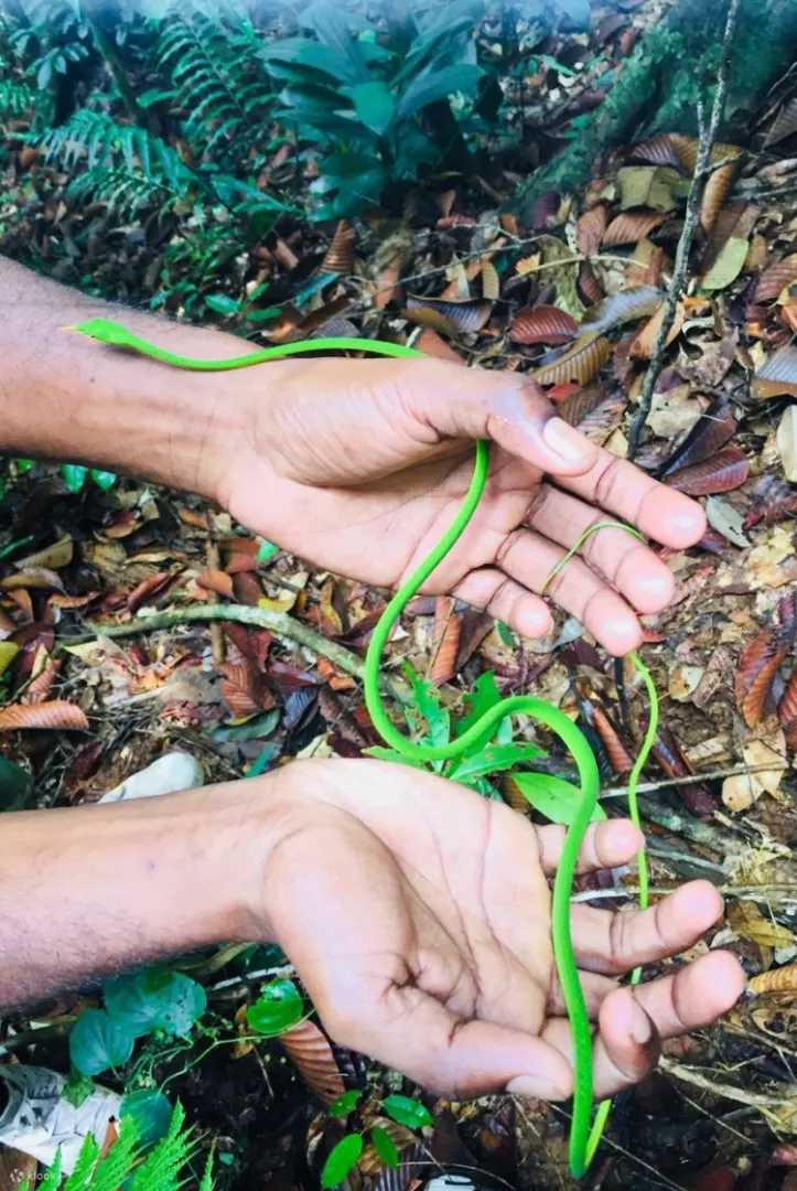 sinharaja forest reserve hike