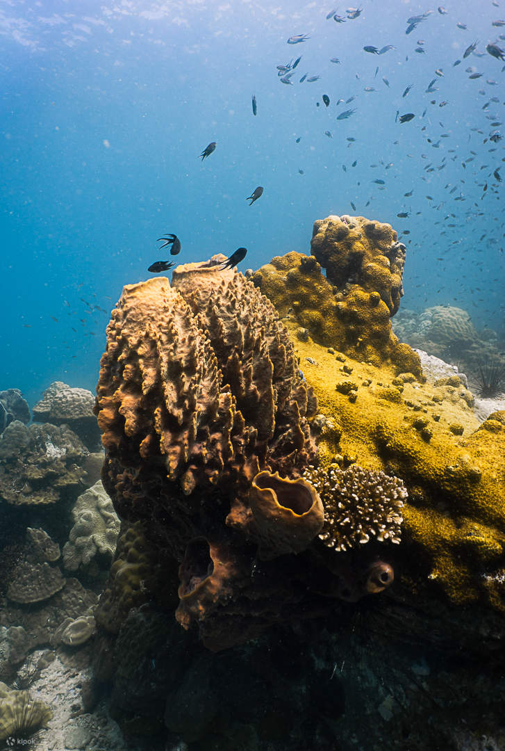 Ganztägiger Tauchausflug