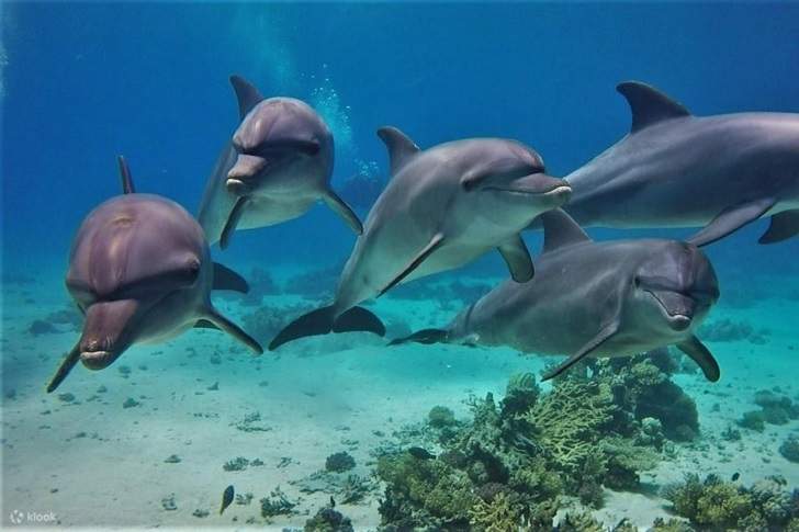 Chuyến Đi Biển Lặn Ngắm Cá Heo Thú Vị & Đưa Đón – Marsa Alam