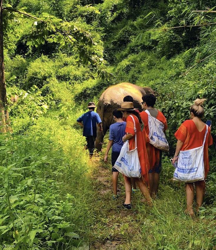 象と一緒に歩く