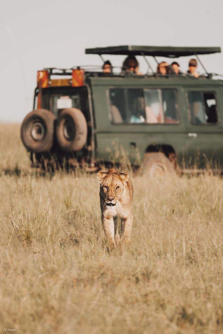 Petualangan Dimulai: Menyusuri Sabana dengan Jeep Safari