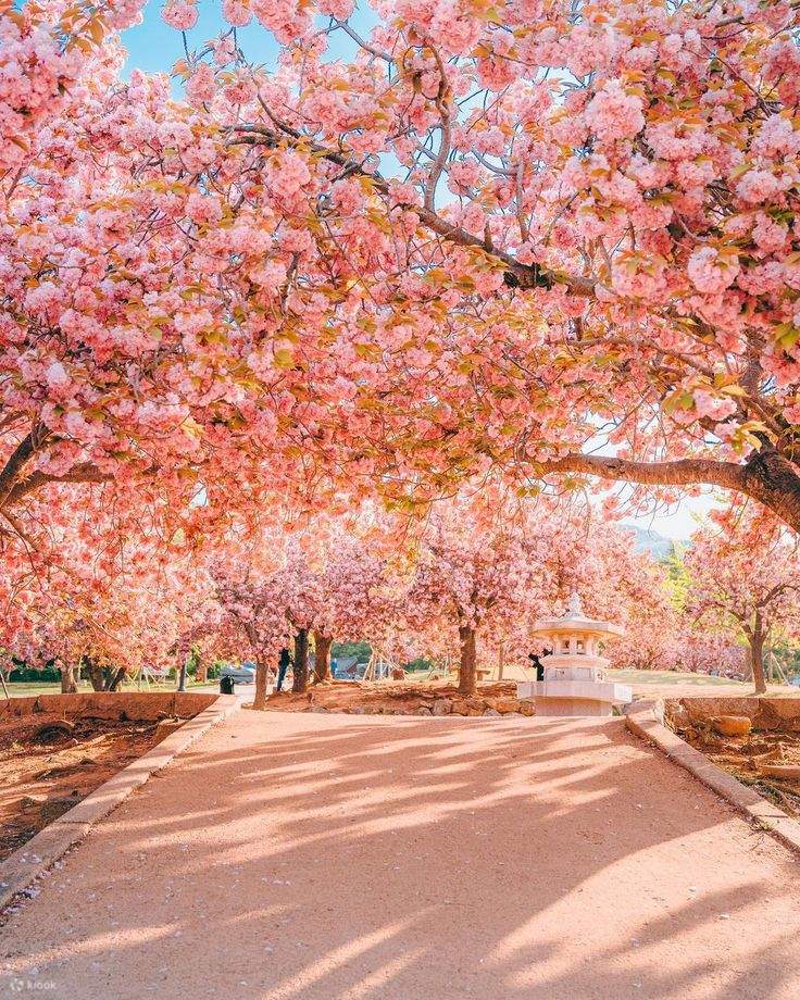 Gyeongju Cherry Blossom Tour Klook