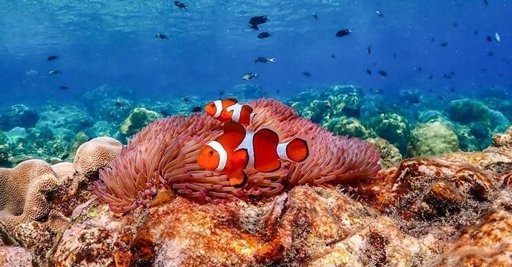 Esperienza all'Isola di Nemo con Foto con Drone e Pranzo
