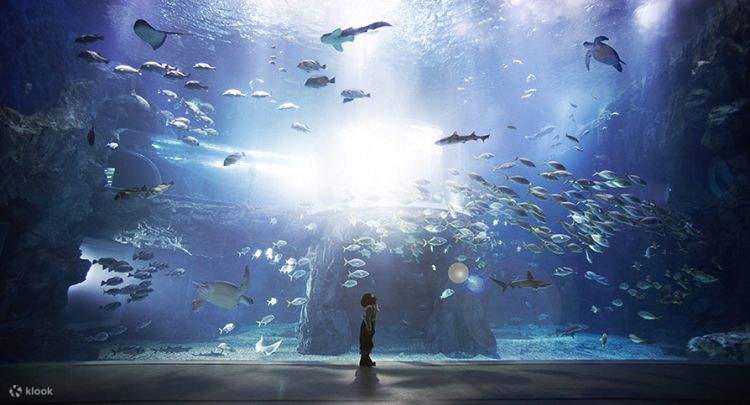 aqua-planet-ticket-in-yeosu-klook
