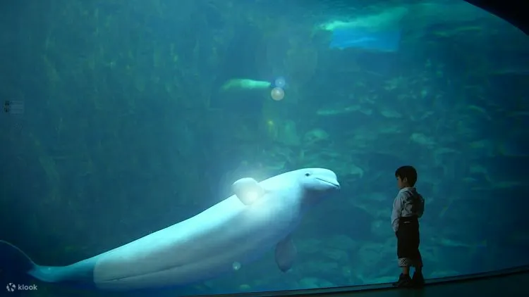 人们在水族馆观看鲸鱼游泳