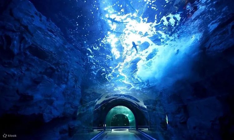 海洋生物在头顶游动的水下玻璃隧道