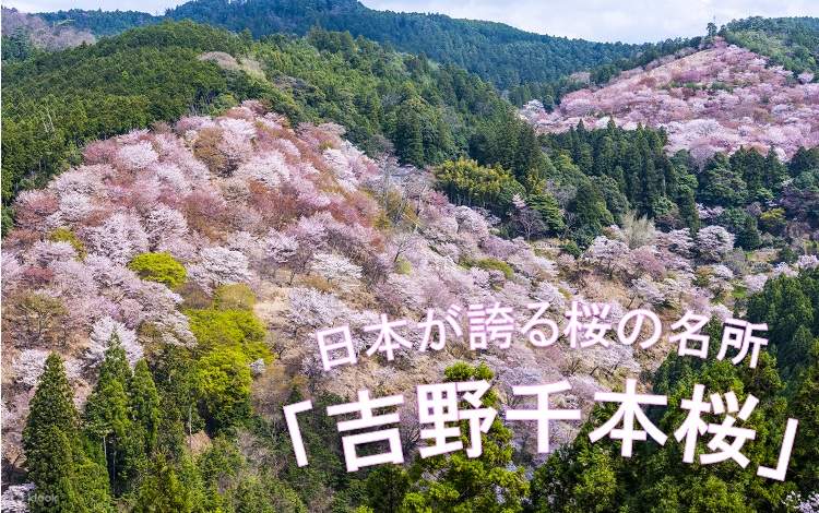 Asuka Strawberry Picking Park and Mount Yoshino Join In Bus Tour