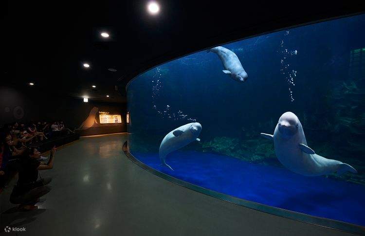 Aqua Planet Ticket in Yeosu