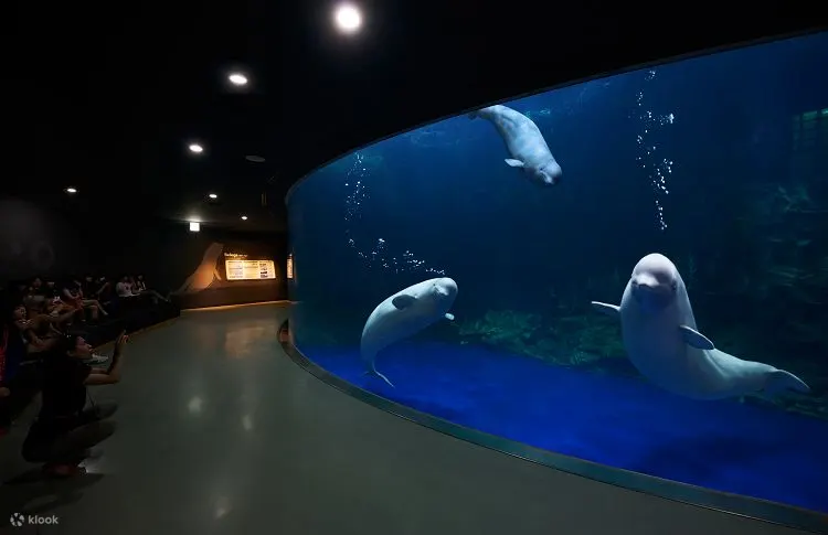 丽水水上星球门票