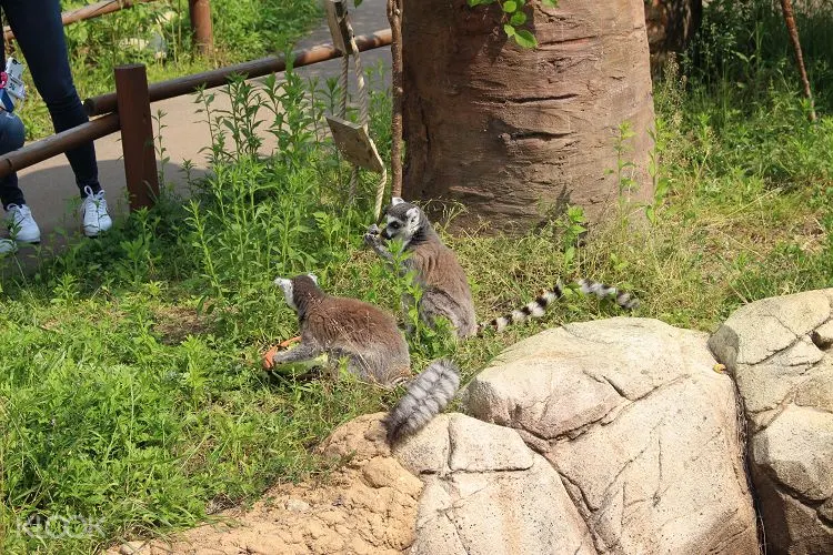 Seoul Zoo Ticket In Gyeonggi Do South Korea