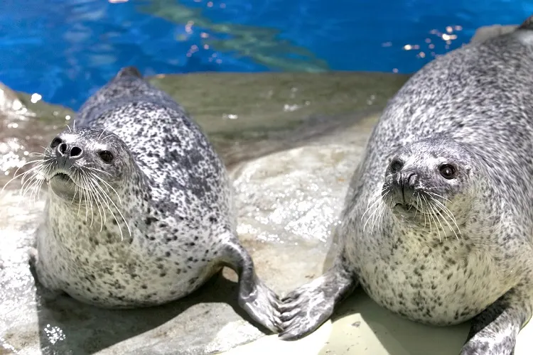 品川水族馆门票