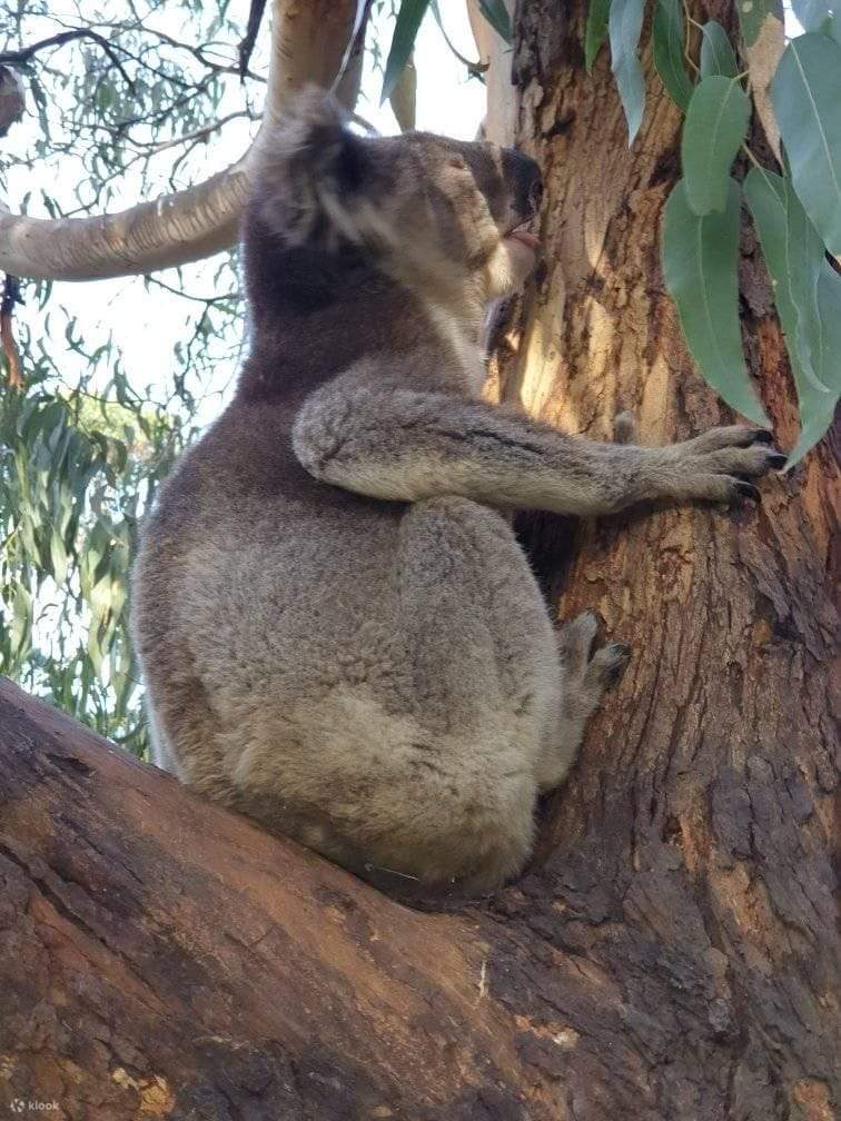 Tours de cata de vinos en Yarra Valley desde Melbourne