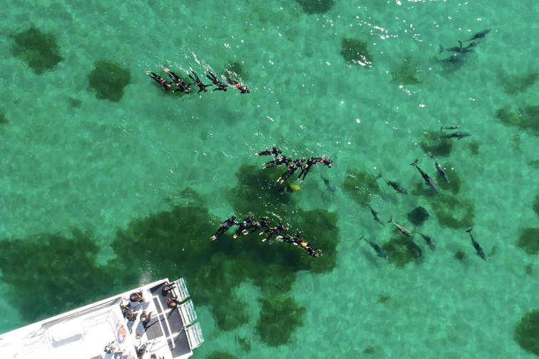 Tận hưởng trải nghiệm ngắm động vật hoang dã ở đại dương xanh ngọc