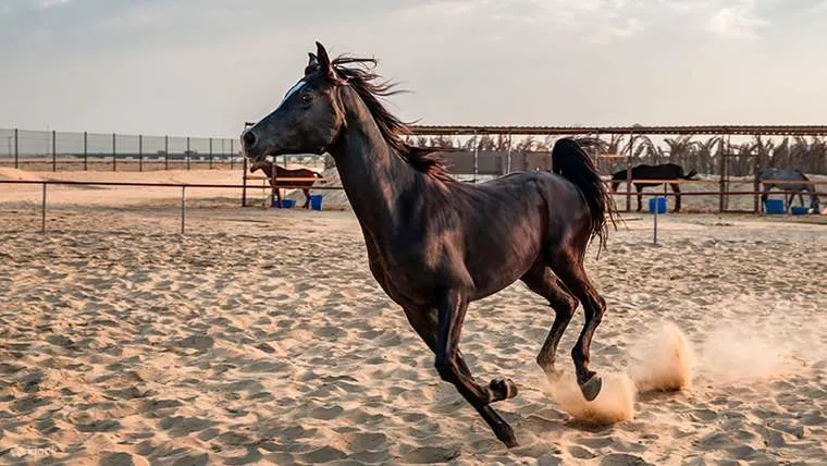 骑上马和骆驼体验