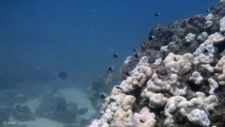 Cuba Selam Skuba di Laut Merah