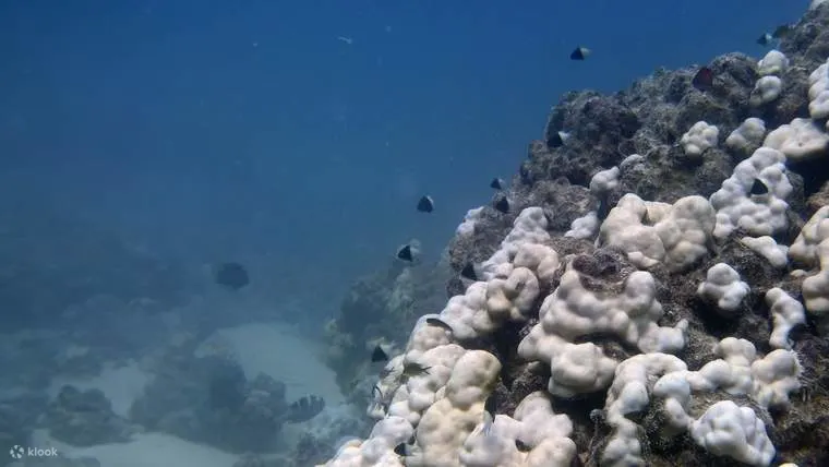 尝试在红海潜水