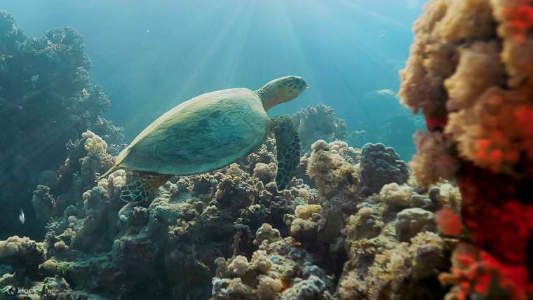 Nikmati Snorkeling di Pulau Bayada