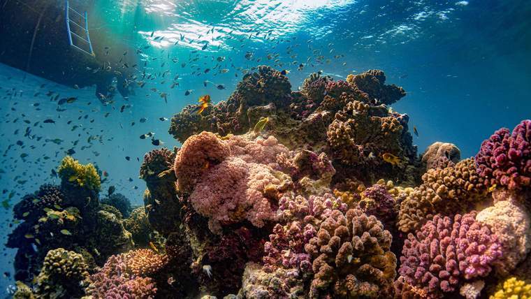 Esperienza di Snorkeling a Jeddah