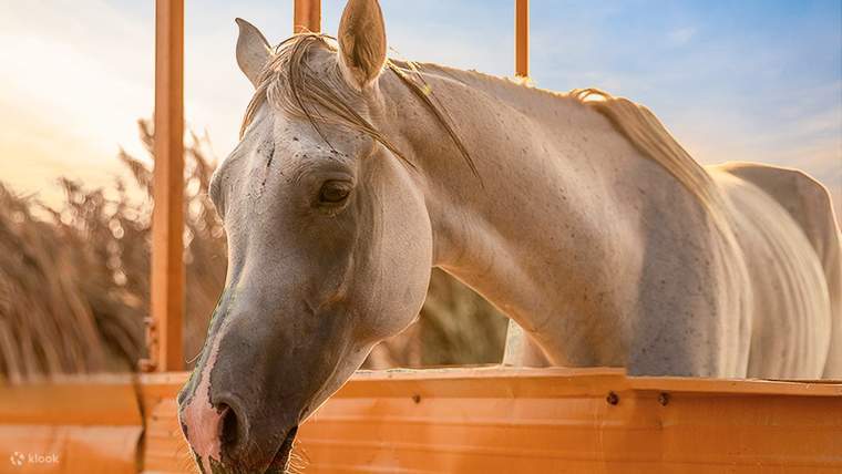 Explore Nature & Ride Horses in Riyadh