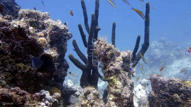 红海潜水和浮潜