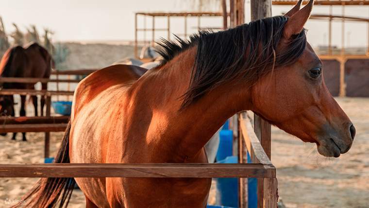 สำรวจสถานที่ท่องเที่ยวที่น่าทึ่งบนหลังม้า