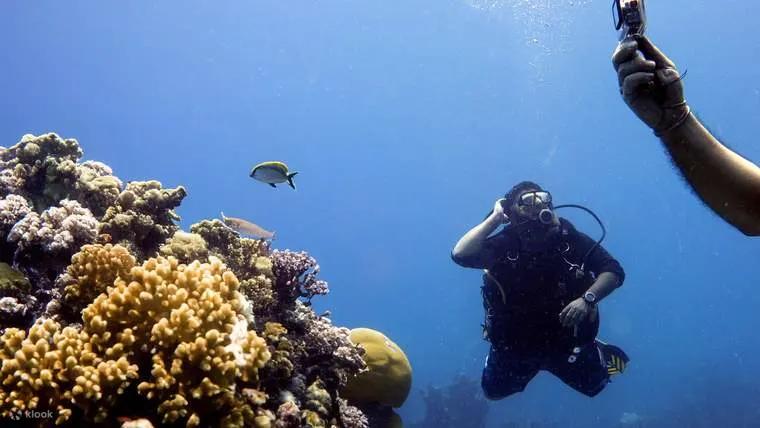 红海潜水和浮潜