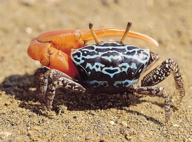 Được hướng dẫn bởi người hướng dẫn sinh thái, bạn có thể đi bộ trên bãi bồi và tự mình tìm kiếm và quan sát nhiều sinh vật nhỏ khác nhau.