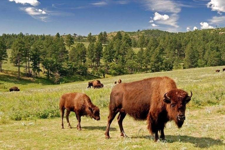 Custer Cars Ride Private Buffalo Jeep Ride, Custer State Park and the Mammoth Site Tour ...