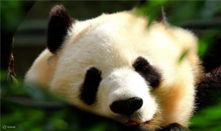 Guangzhou Chimelong Tagestour (Guangzhou / Shenzhen Abreise)