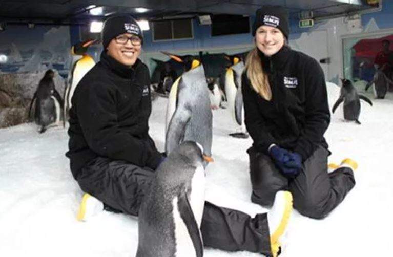Interactúa con simpáticos pingüinos en su hábitat nevado