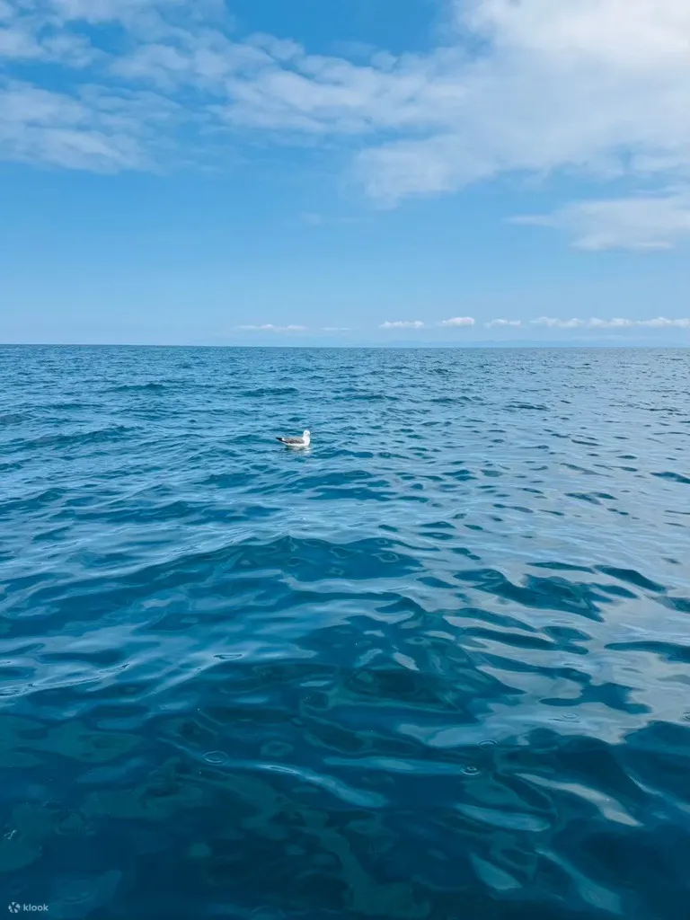 You'll be able to see seabirds and, if you're lucky, you might even spot dolphins.