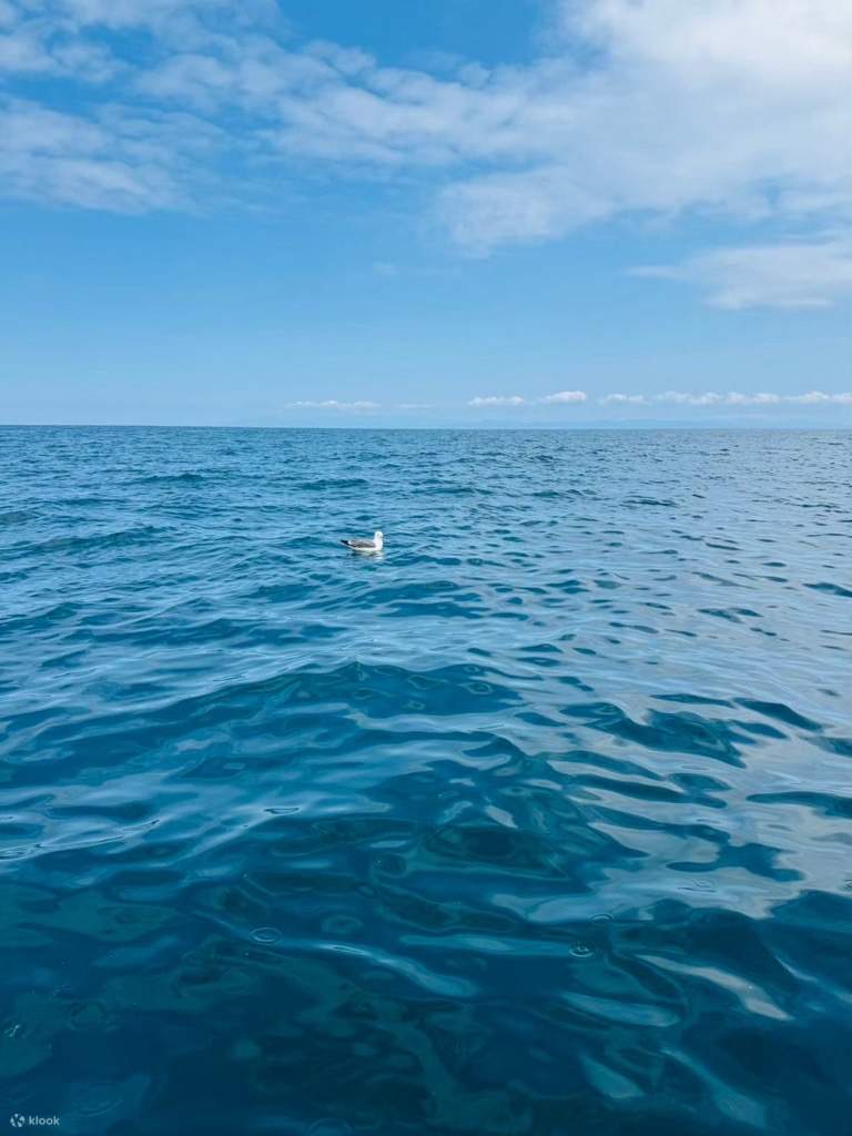 คุณสามารถเห็นนกทะเล และถ้าคุณโชคดี คุณอาจได้เห็นโลมาด้วยซ้ำ