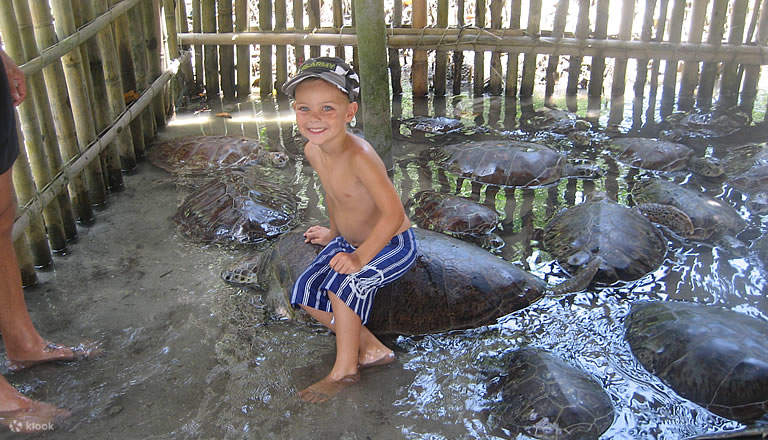 Visitez l'incroyable île aux tortues !