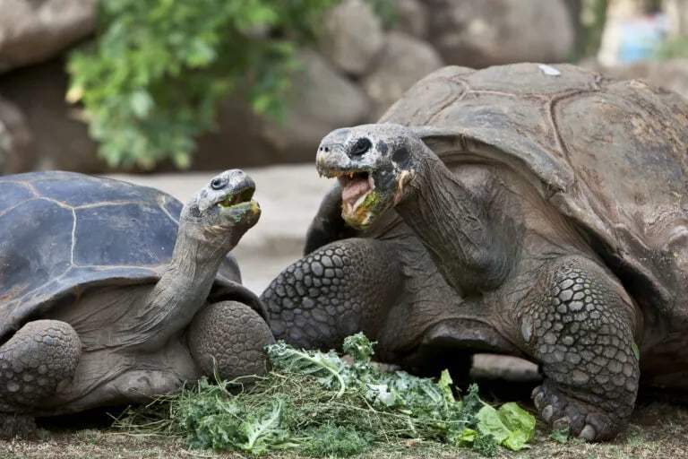 สำรวจความงามของธรรมชาติและสัตว์ป่าใจกลางเมืองฟีนิกซ์