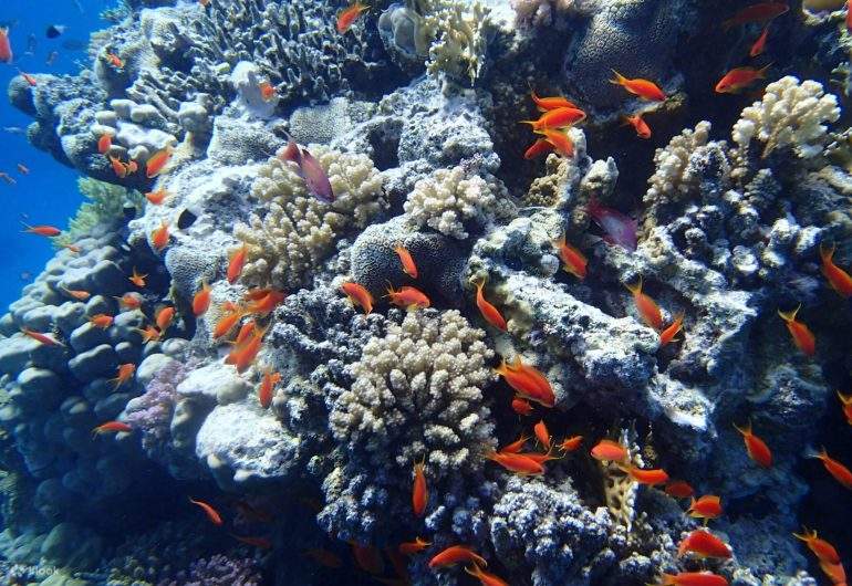 美しいサンゴ礁と多様な海洋生物を探索しましょう。