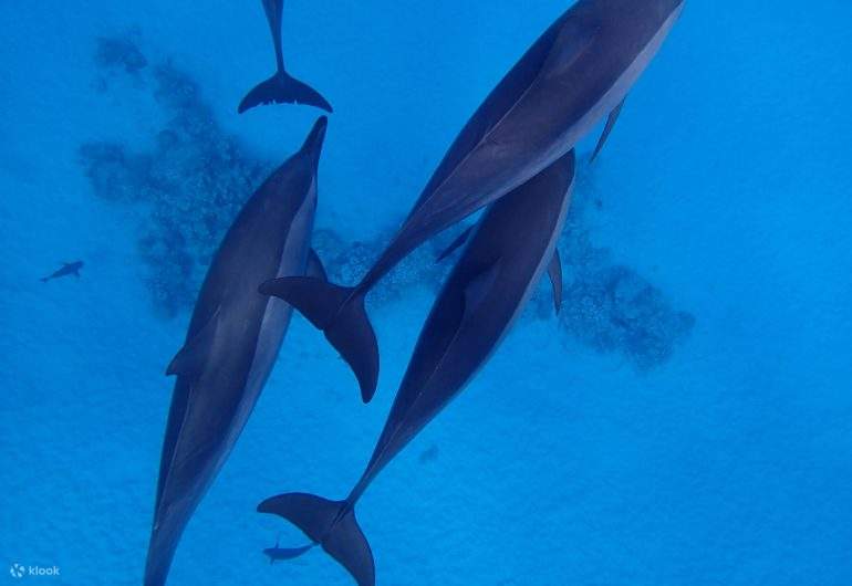 돌고래와 함께 자연 서식지에서 특별한 수영을 즐겨보세요.