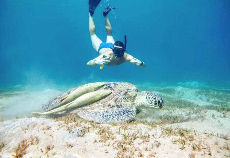เฮอร์กาดา - สน็อกเกิลที่ Marsa Mubarak ชมพะยูนและเต่า 