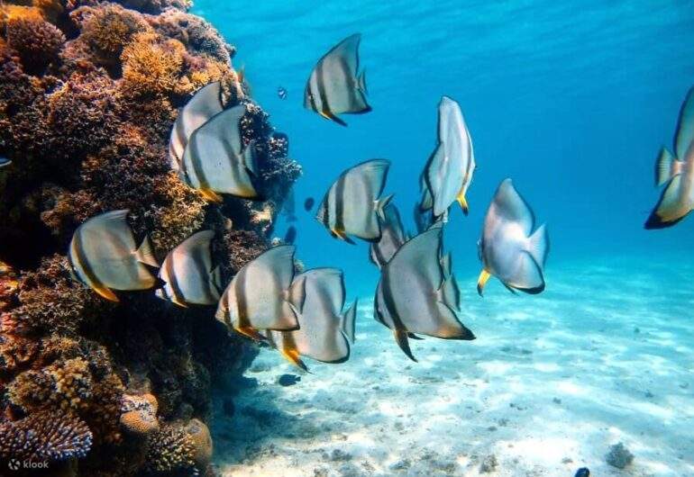 Sharm El Luli ist ein ideales Ziel zum Tauchen und Schwimmen inmitten der wunderschönen Korallenriffe.