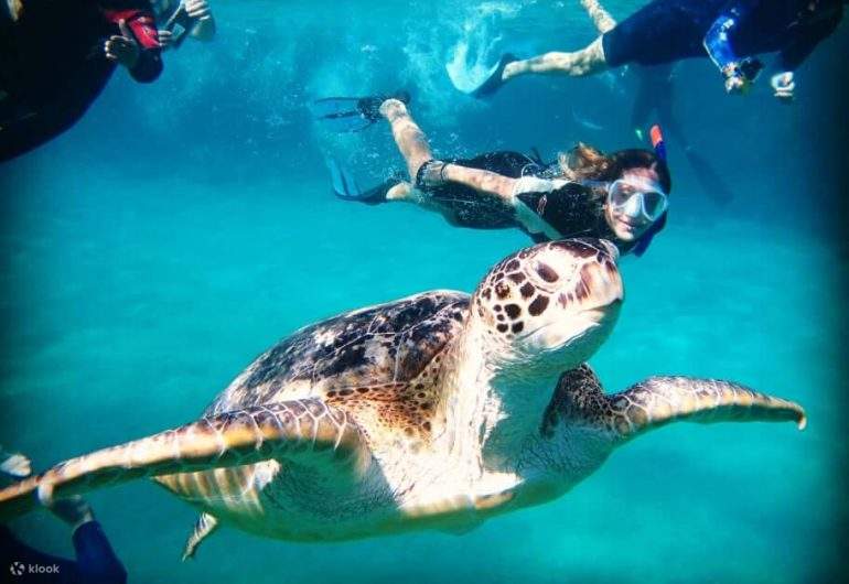 เฮอร์กาดา - สน็อกเกิลที่ Marsa Mubarak ชมพะยูนและเต่า 