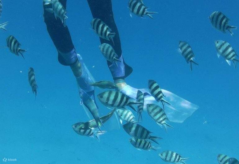 เฮอร์กาดา - สน็อกเกิลที่ Marsa Mubarak ชมพะยูนและเต่า 