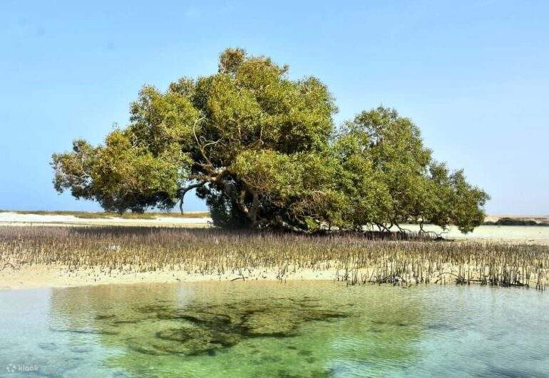 Откройте для себя красоту района Аль-Калаан с его уникальными мангровыми деревьями и очаровательными пейзажами.