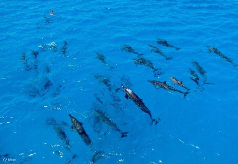 돌고래와 함께 자연 서식지에서 특별한 수영을 즐겨보세요.