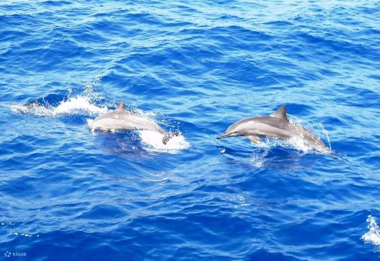 自然の生息環境でイルカと一緒に泳ぐことができる貴重な機会です。